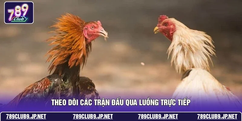 Theo dõi các trận đấu qua luồng trực tiếp